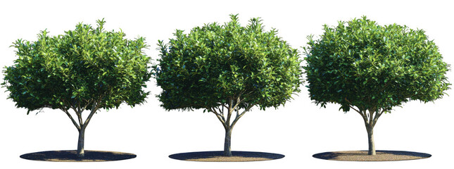 Set of realistic tree images showcasing various angles and perspectives, highlighting lush green foliage and sturdy trunks, perfect for nature themed projects