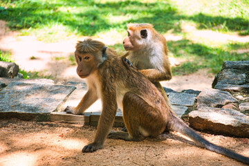 天空の古代宮殿シーギリヤ遺跡のサルの親子