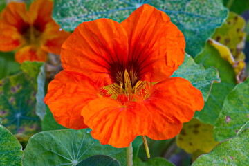 Obraz premium Nasturtium flower growing wild in forest as a weed in Tasmania