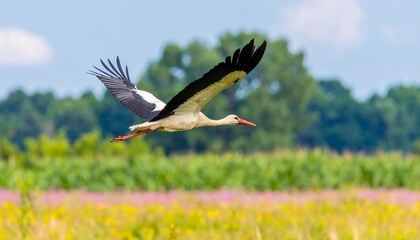 Naklejka premium White stork flies in spring