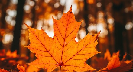 Autumn Maple Leaf Close Up.