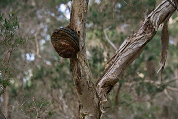 Polypore or Bracket Fungus attached to a living tree branch    