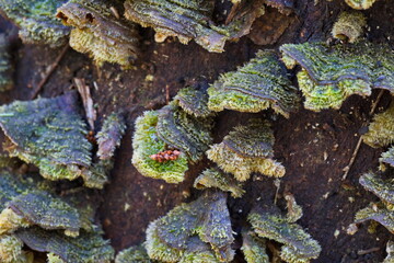 Green Polypore  Fungi attached to tree trunk  