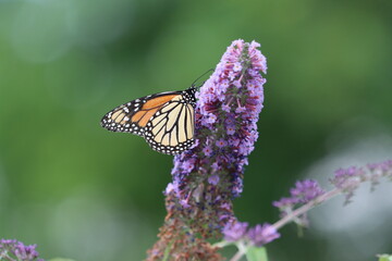 Monarch butterfly on a purple butterfly bush
