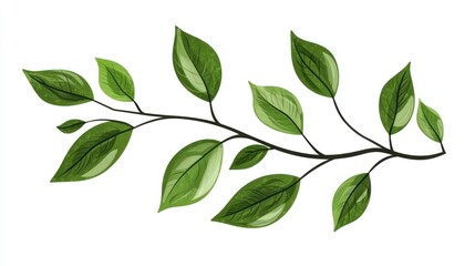 Naklejka premium A green leafy branch with multiple leaves against a white background.