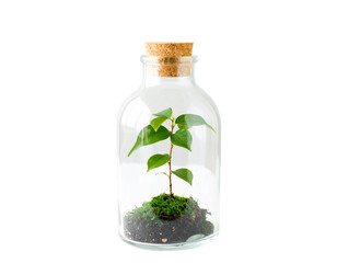 Small green plant growing inside a glass bottle with a cork isolated on black background isolated on white background isolated on transparent background
