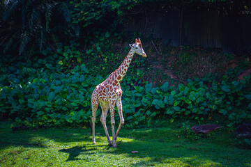 Giraffe Strolling Peacefully Across Grass Field
