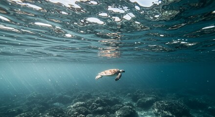 Obraz premium Sun-Kissed Waters: A Calm Underwater View