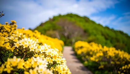 Fototapeta premium A pathway winds through a vibrant display of yellow flowers, bathed in sunlight, leading to a backdrop of lush green hills.