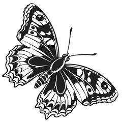 butterfly-with-detailed-antenna