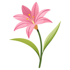 zephyranthes candid  pink flower vector -on-white