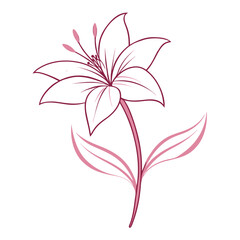 line art zephyranthes candid  pink flower