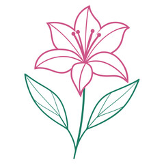 vector illustration line art zephyranthes candid  pink flower