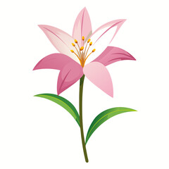 vector illustration of zephyranthes candida rain lily