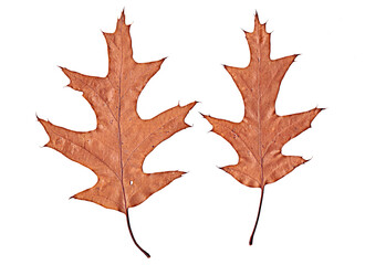 yellow, brown autumn oak leaves on white background