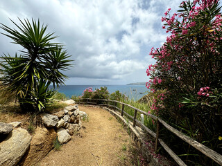 Obraz premium seascape, Italy, Calabria, road to the sea among blooming oleanders
