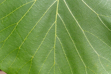 Close-up of a green leaf showing detailed vein structure and textured surface. A natural pattern highlighting plant anatomy and vascular design in dicotyledonous foliage.