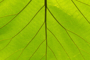 A detailed macro shot showcases the intricate vein patterns of a vibrant green leaf. Sunlight filters through the leaf, illuminating its delicate structure and highlighting the natural beauty