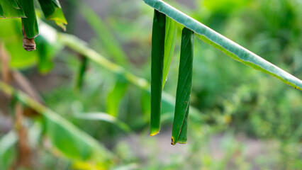 Rolled banana leaves on a tree, where Erionota thrax (banana skipper, palm redeye, ulat tuyung)...