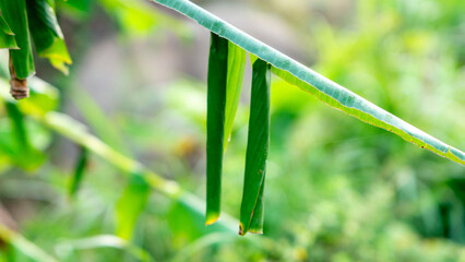 Rolled banana leaves on a tree, where Erionota thrax (banana skipper, palm redeye, ulat tuyung) caterpillars live and pupate.