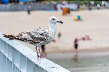 Close-up of a seagull perched on the railing of the pier (Kolobrzeg, Poland) with the blurred beach and relaxing tourists in the background.