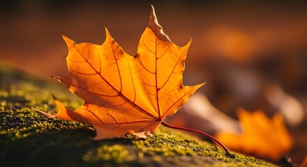 Autumn Maple Leaf on Mossy Ground in Warm Sunlight.