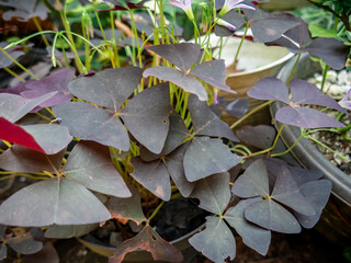 Purple Shamrock Plant Close up of Oxalis Triangularis Foliage