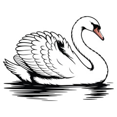 swan on black background