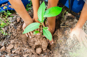 Students are planting trees together.