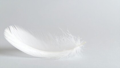 Obraz premium Delicate white feather on plain background