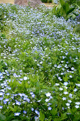 初夏の布引ハーブ園
