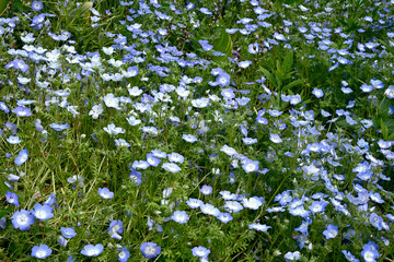 初夏の布引ハーブ園
