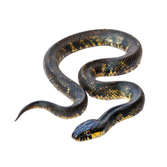 Naklejka premium Snake slithering A snake moves smoothly and fluidly along the ground, body in a continuous curve. full length isolate on transparent background