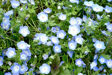 初夏の布引ハーブ園