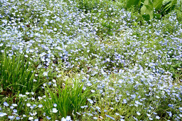 初夏の布引ハーブ園