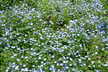 初夏の布引ハーブ園