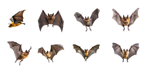Fototapeta premium Collection of Bat fluttering A bat flutters its wings rapidly in short bursts, moving through the air. full length isolate on transparent background