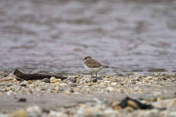 Long-billed Plover (Charadrius placidus) foraging along a riverbank in its natural habitat.
