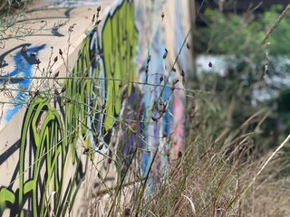 grass and fence