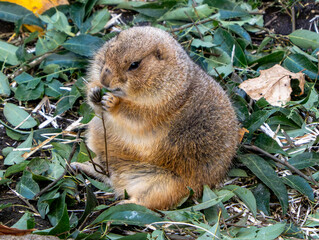 オグロプレーリードッグ