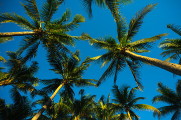 Tropical vacation scene. Green tropical palm texture. Palms leaf pattern. Nature tropical...