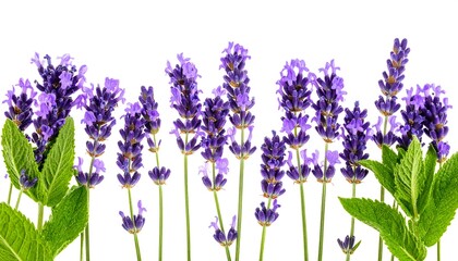 Naklejka premium A horizontal arrangement of vibrant purple lavender blossoms and fresh green mint leaves against a plain white background.