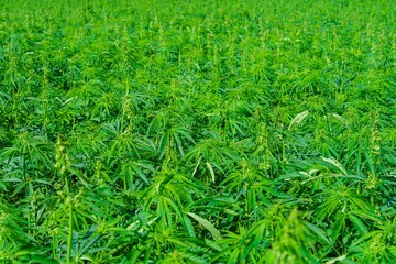 Explore a lush field of green cannabis plants, representing nature s abundance. Perfect for educational content on agriculture, cultivation, and sustainable farming in the cannabis industry.