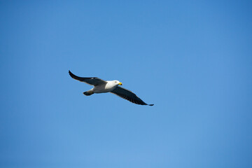 A majestic Pacific Gull (Larus pacificus) gracefully gliding above with wings spread in a blue sky. Photographed on the south coast of Australia.