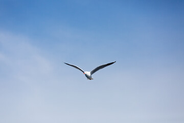 A beautiful Pacific Gull (Larus pacificus) gracefully gliding above with wings spread in a blue sky. Photographed off the coast of South Australia.