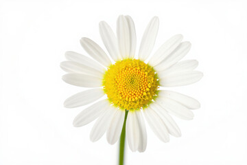 Single white daisy flower with yellow center on white background