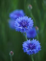 Obraz premium Delicate blue cornflowers bloom in a soft focus garden