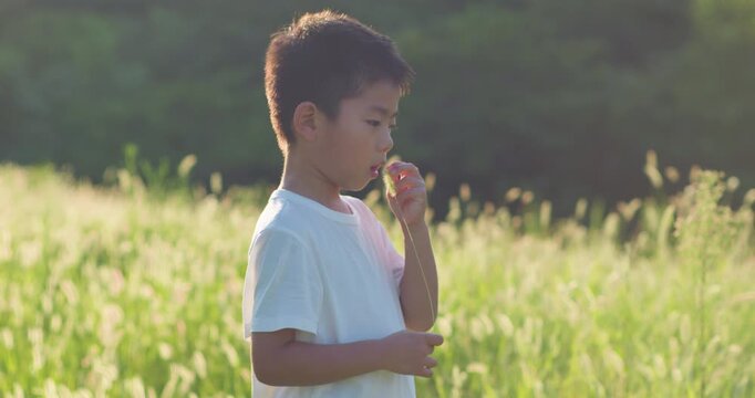 Chinese mother and son playing with foxtail grass outdoors