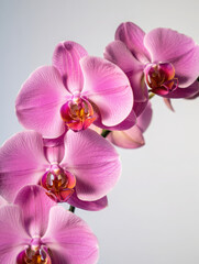 Fototapeta premium Close up of delicate pink orchid flowers on a light background
