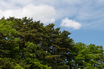 Fototapeta premium green forested hill against the cloudy sky